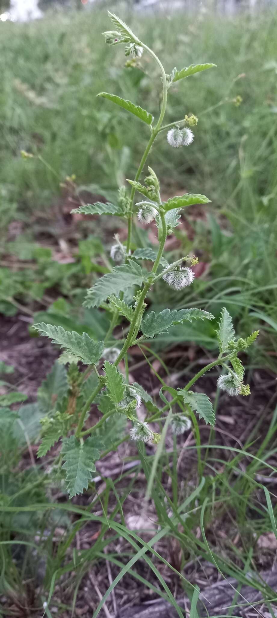 Image of Tragia geraniifolia Klotzsch ex Müll. Arg.