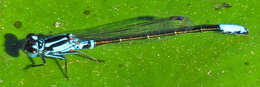 Image of Lilypad Forktail