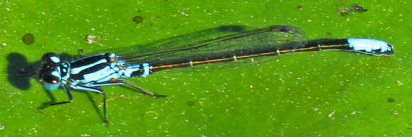 Image of Lilypad Forktail