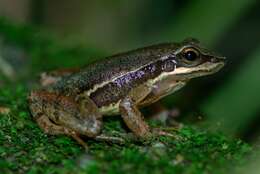 Image of Hylodes caete Malagoli, de Sá, Canedo & Haddad 2017