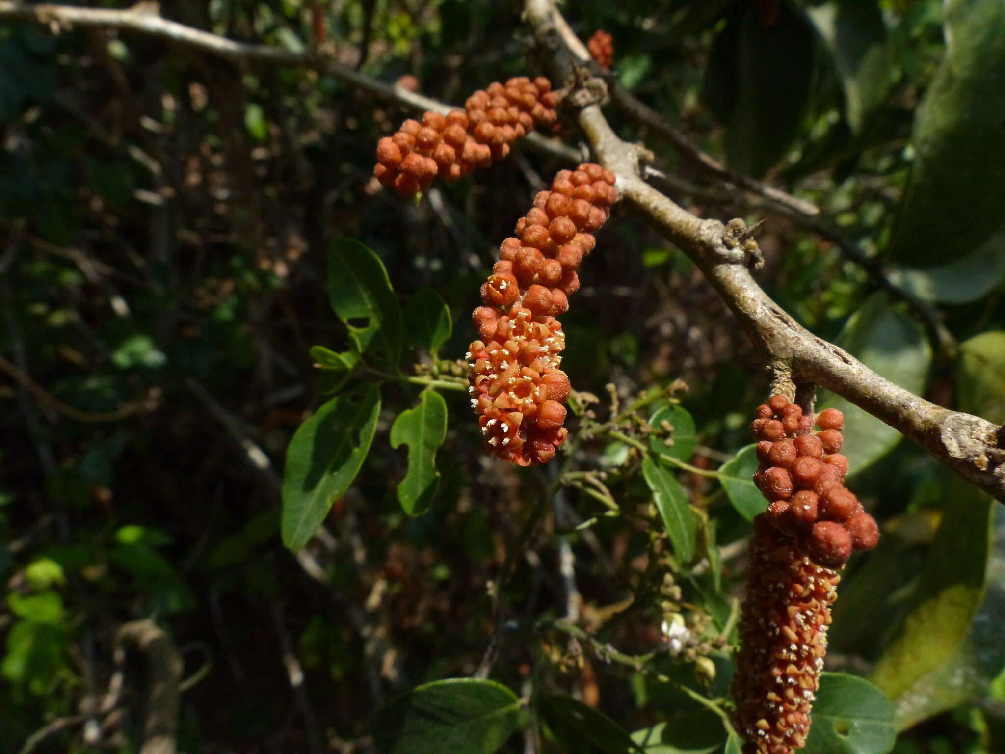 Image of Scleropyrum pentandrum (Dennst.) D. J. Mabberley