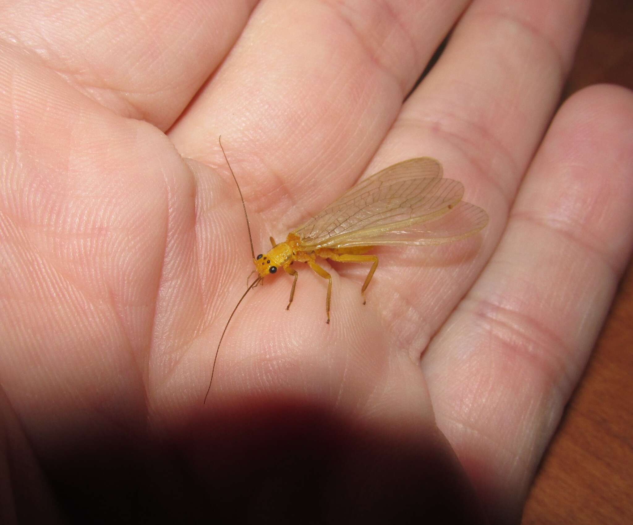 Image of Eccoptura