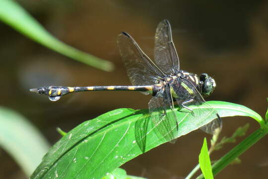 صورة Ictinogomphus decoratus (Selys 1854)