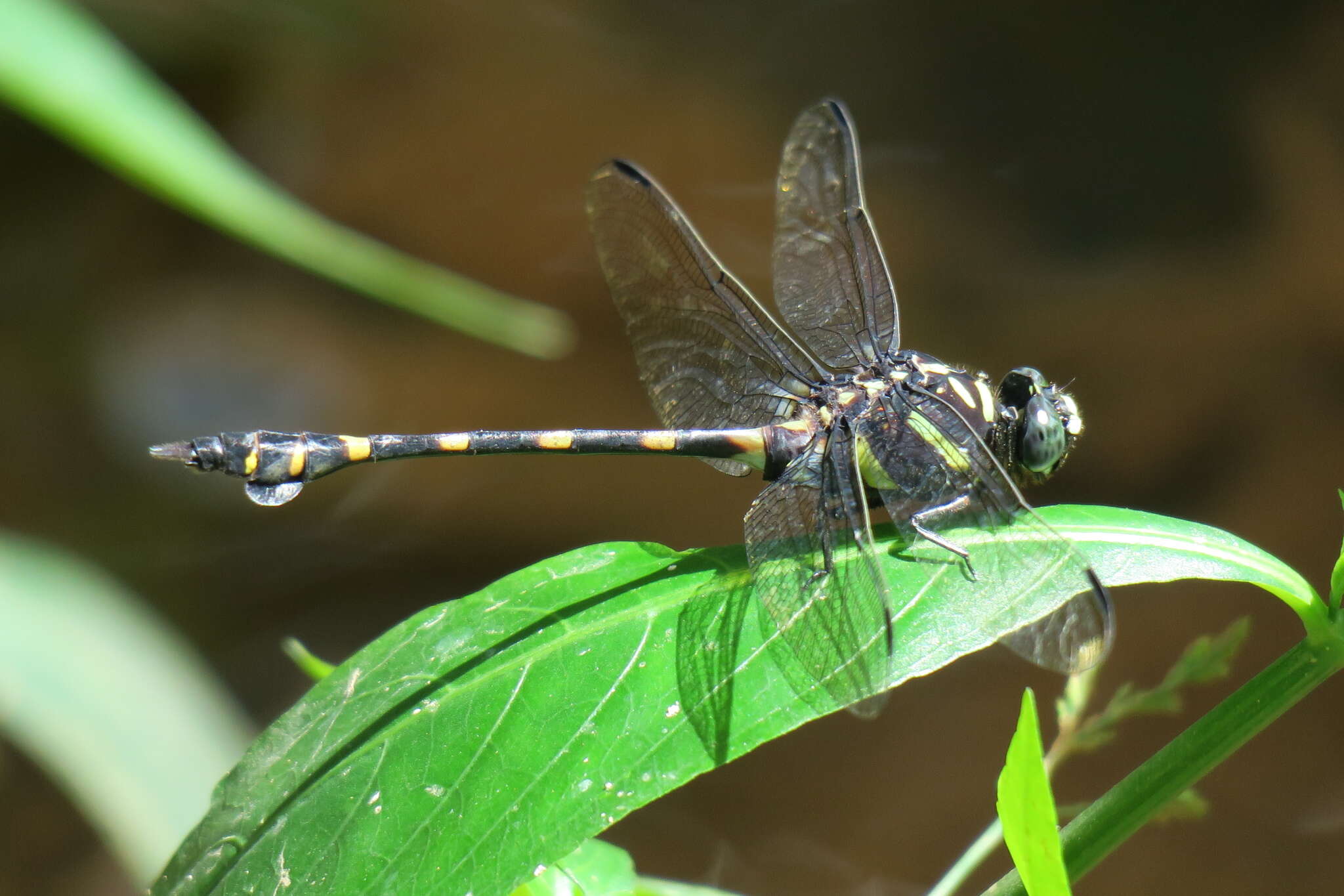 Imagem de Ictinogomphus decoratus (Selys 1854)