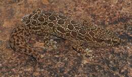 Image of Inland Thick-toed Gecko