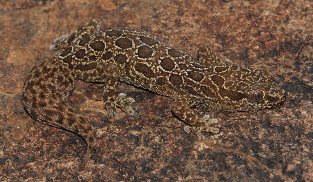 Image of Inland Thick-toed Gecko