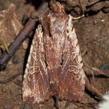 Image of Immigrant Pinion