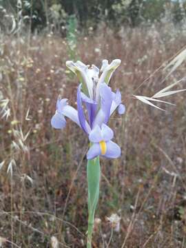 Image of Spanish iris