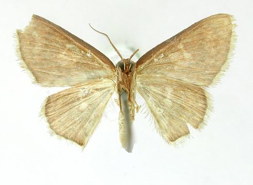 Image of <i>Tricentra biguttata</i> Warren 1906