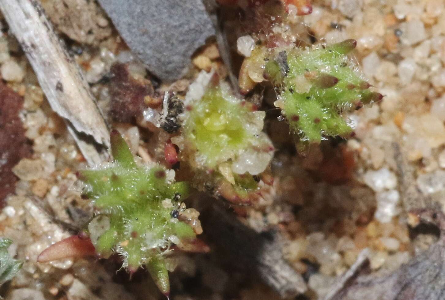 Image of spreading pygmyleaf