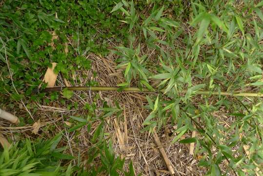 Image of black bamboo