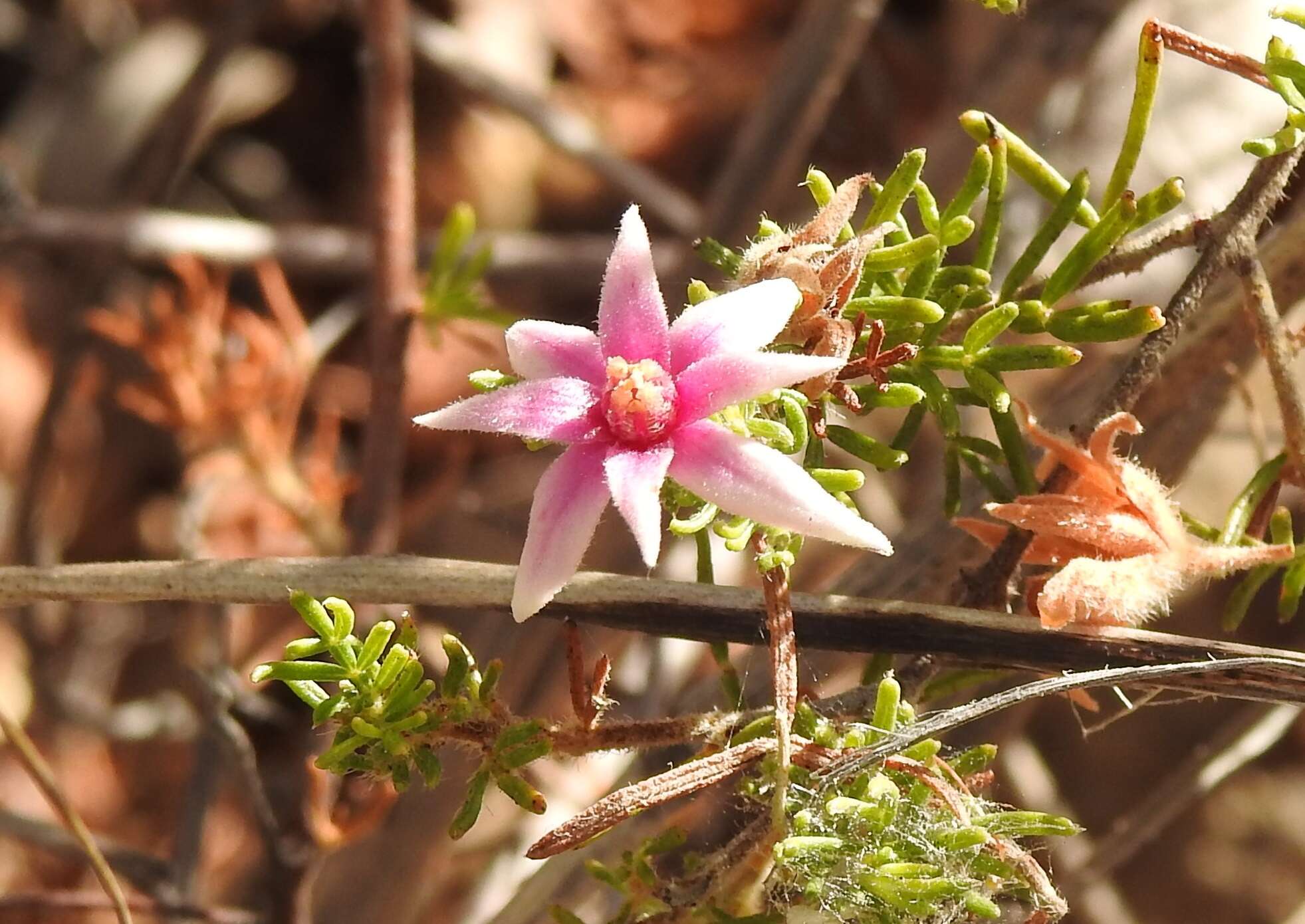 Image of Boronia lanuginosa Endl.