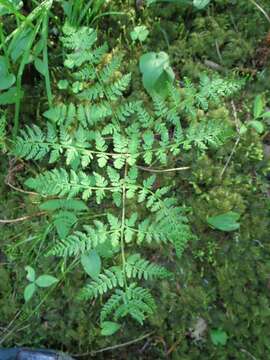 Plancia ëd Athyrium spinulosum (Maxim.) Milde