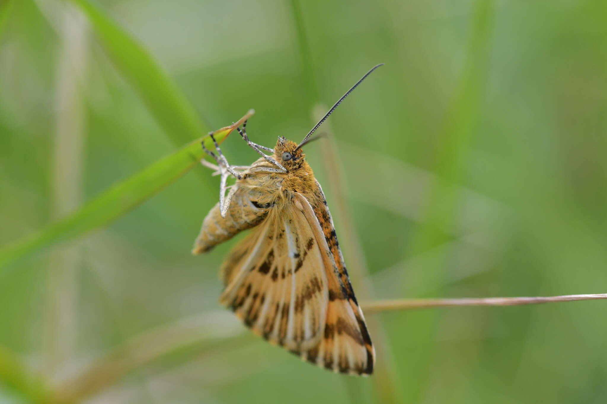 Image of Dasyuris partheniata Guenée 1868