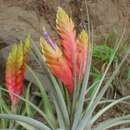 Image of Tillandsia grossispicata Espejo, López-Ferr. & W. Till