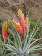 Image of Tillandsia grossispicata Espejo, López-Ferr. & W. Till