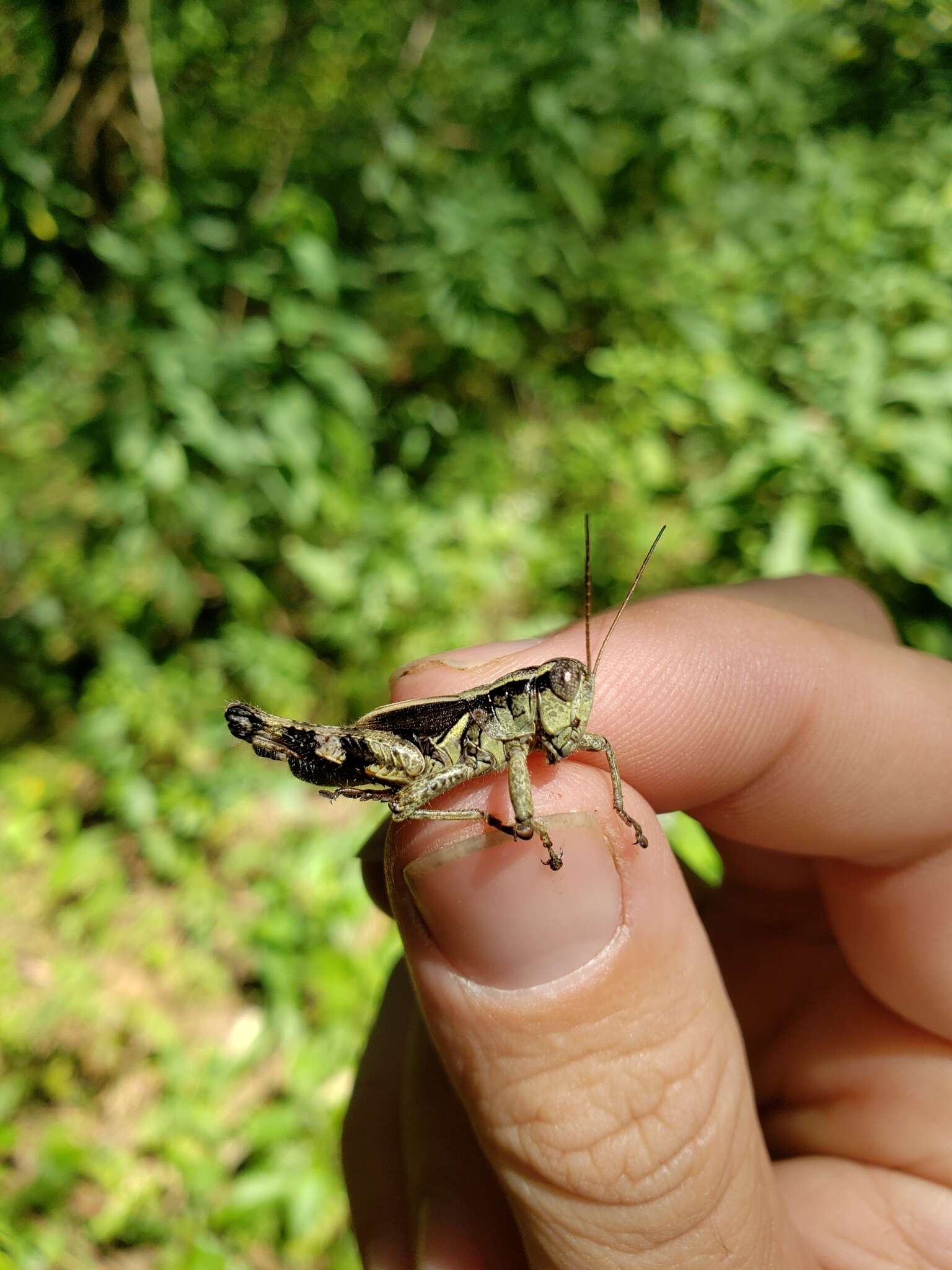 Melanoplus walshii Scudder & S. H. 1897的圖片