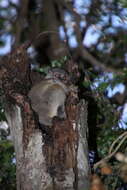 Image of Randrianasolo's Sportive Lemur