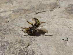 Image de Anthidium florentinum (Fabricius 1775)