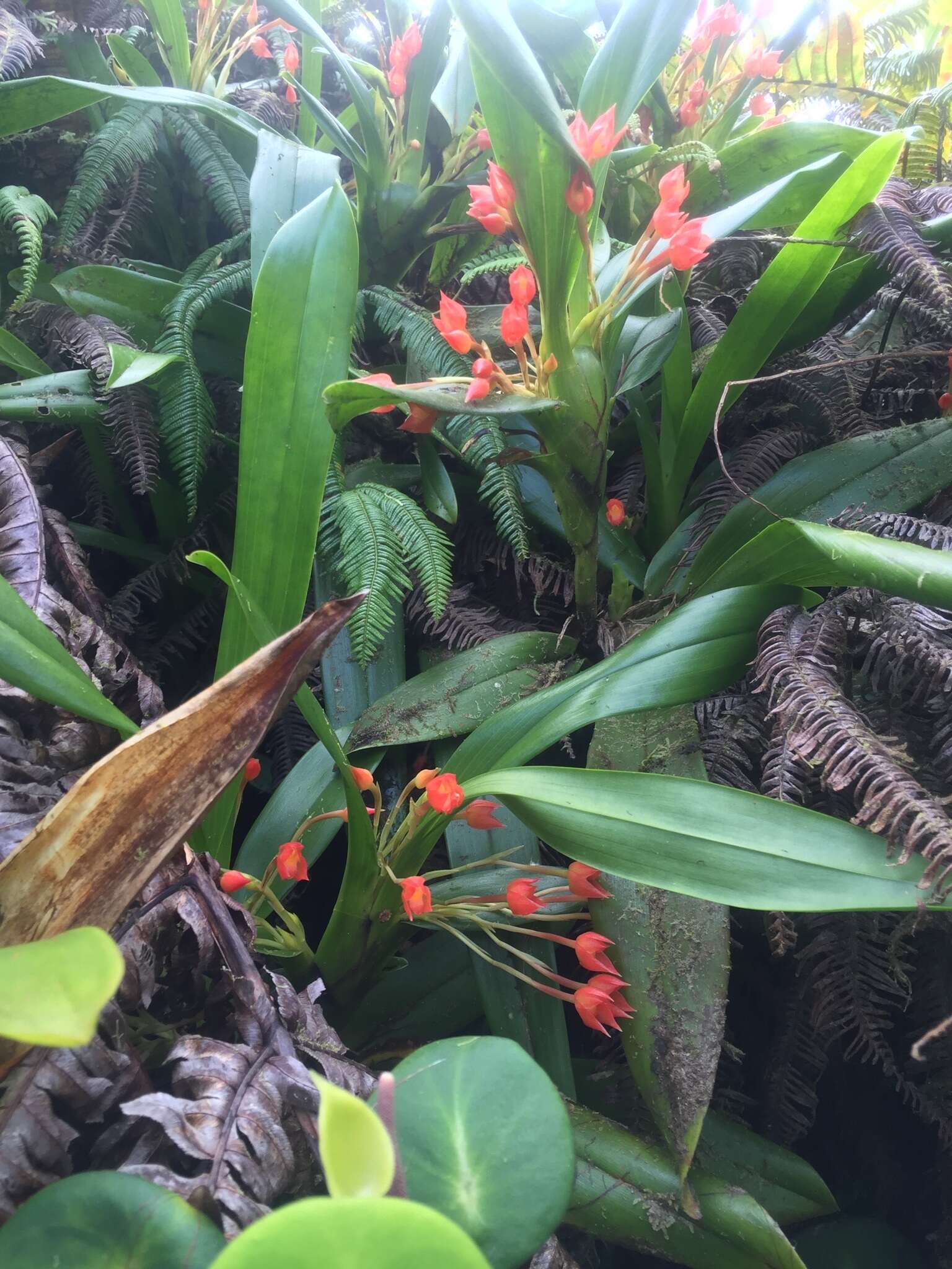 Maxillaria coccinea (Jacq.) L. O. Williams resmi