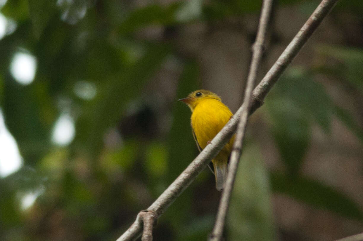 Image of Citrine Canary-Flycatcher