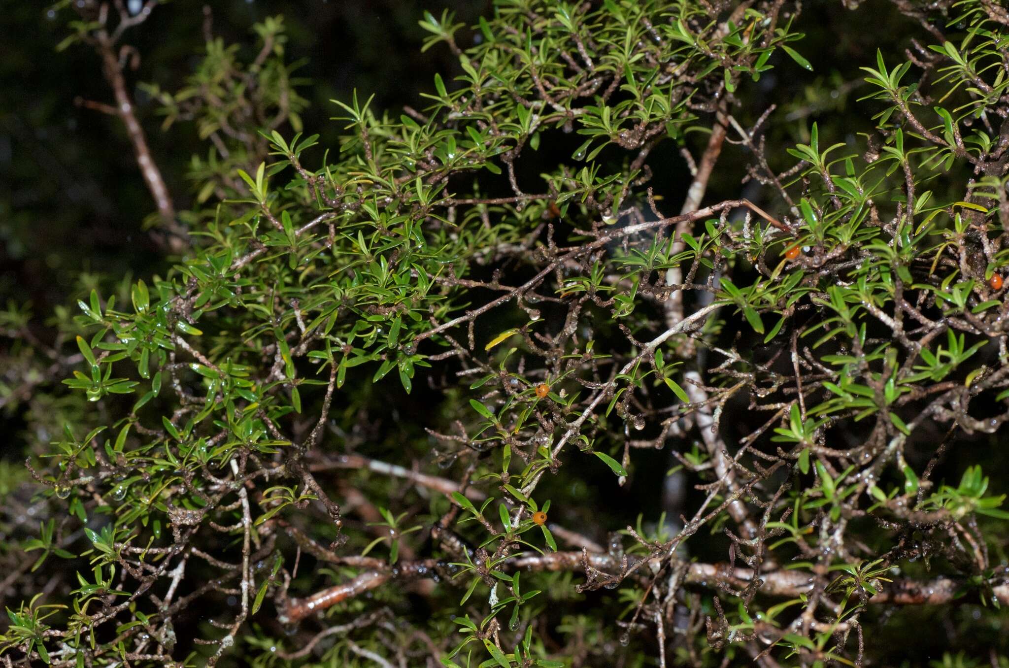 Image of Coprosma pseudocuneata W. R. B. Oliv. ex Garn.-Jones & Elder