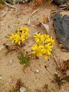 Image of Senecio incrassatus Lowe