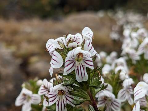 Image of Euphrasia striata R. Br.