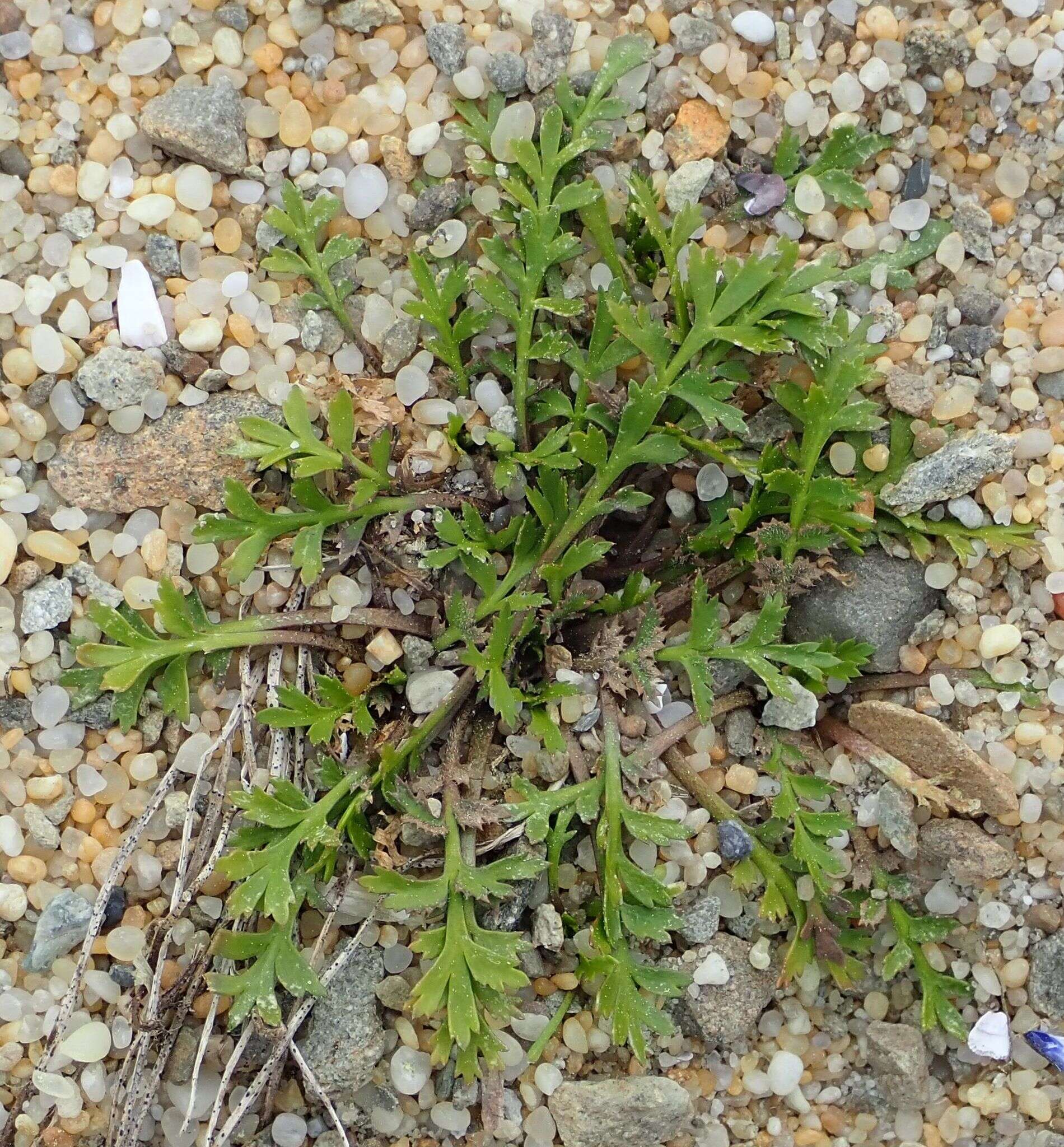 Image of Lepidium tenuicaule Kirk