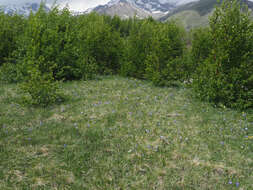 Image of Betula pubescens var. litwinowii (Doluch.) Ashburner & McAll.