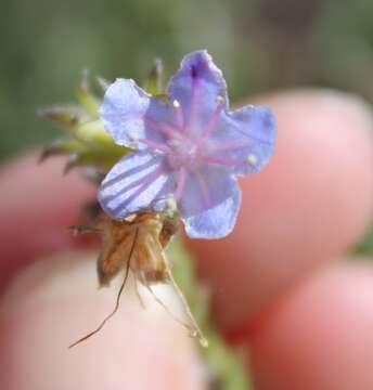 Lobostemon gracilis Levyns resmi