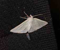 Image of Oenochroma infantilis Prout 1910