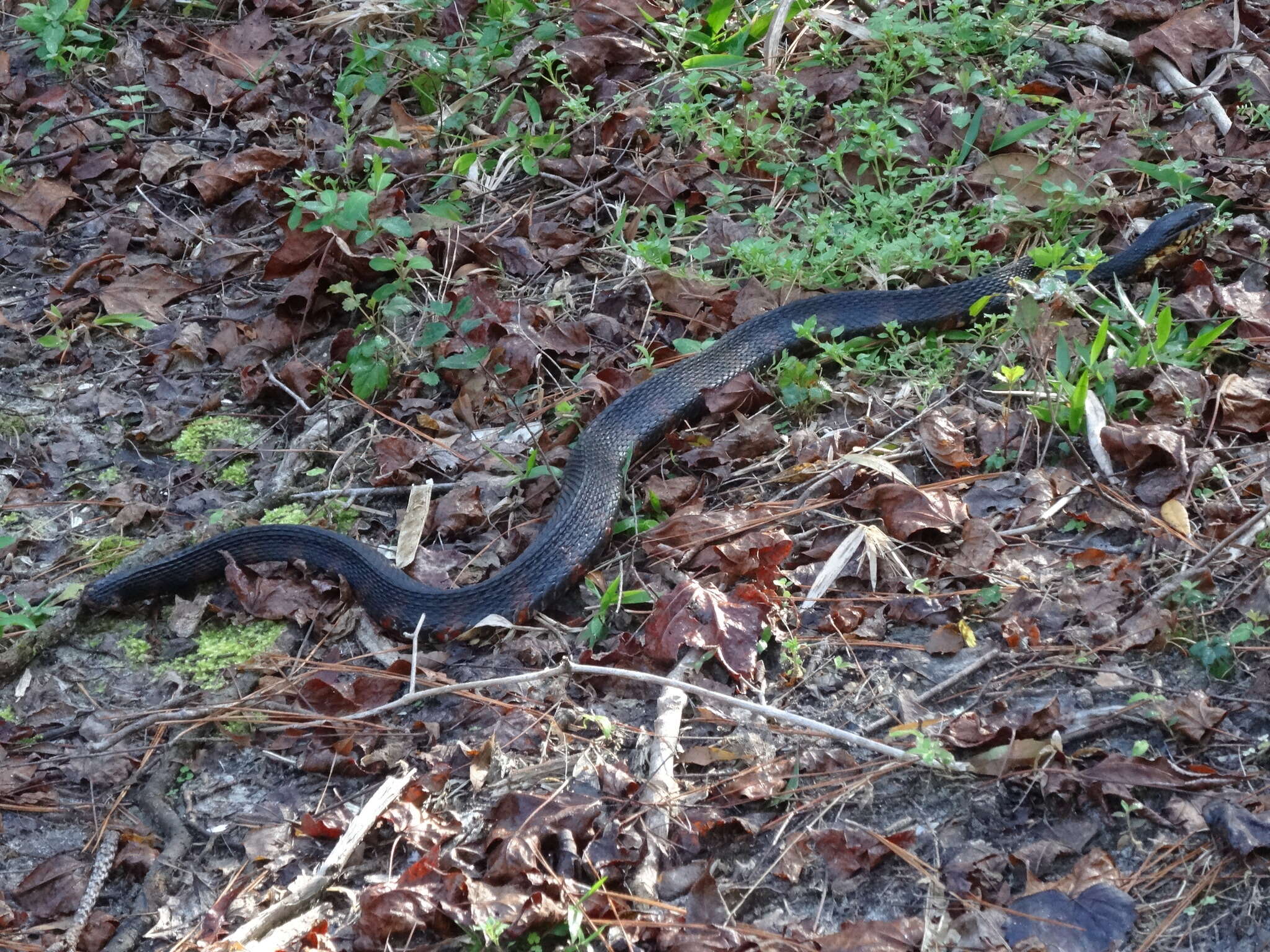 Image of Southern Water Snake