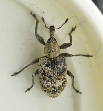 Image of Dock Hyper Weevil