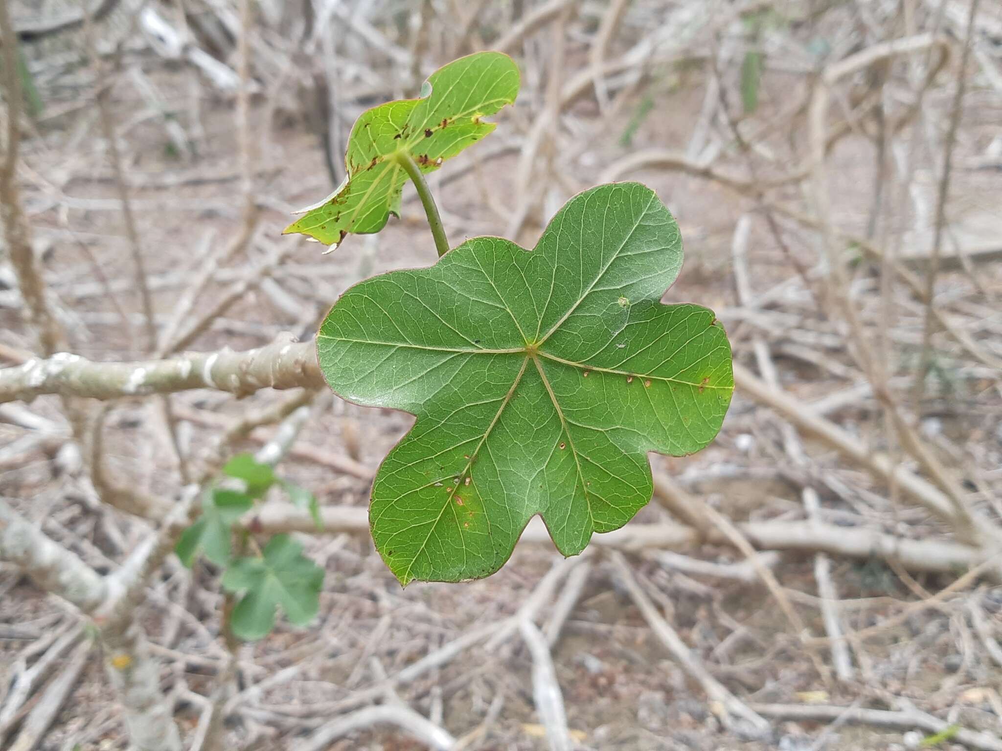 Image of Jatropha nudicaulis Benth.