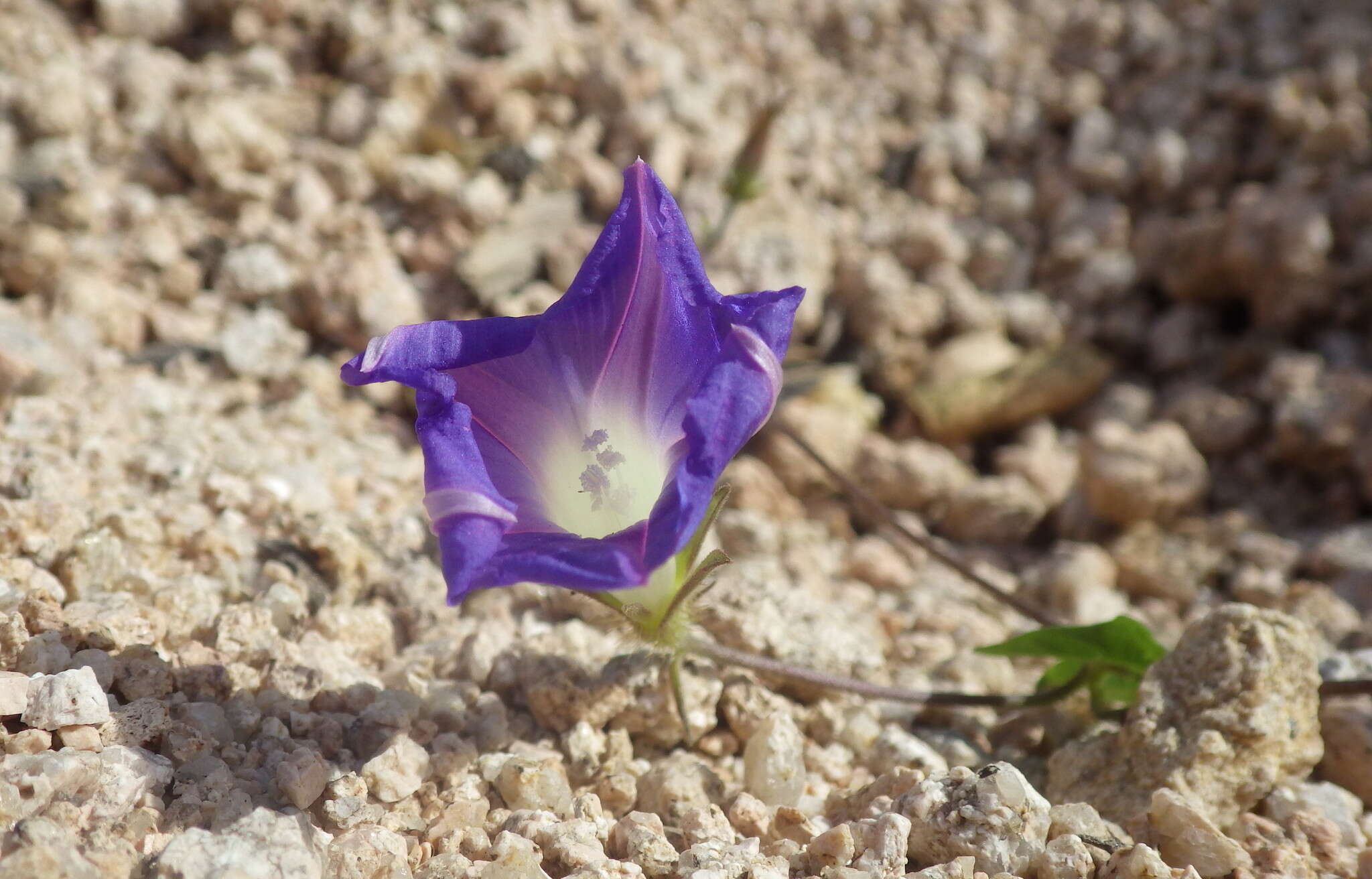 Image of whiteedge morning-glory