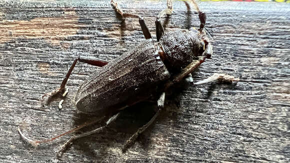 Image of Kulsi teak borer