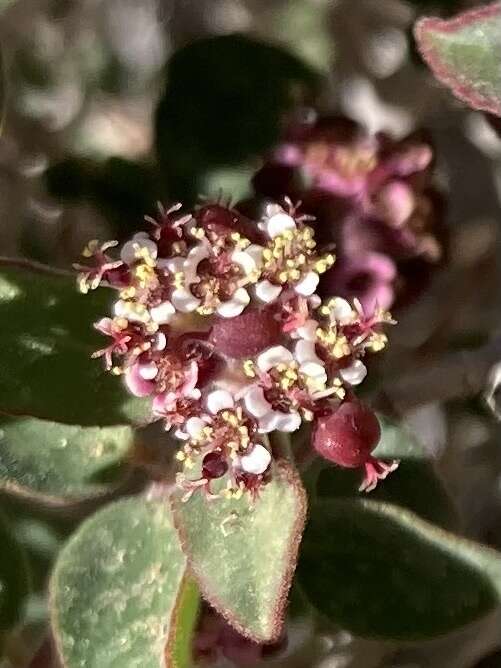 صورة Euphorbia tomentulosa S. Watson