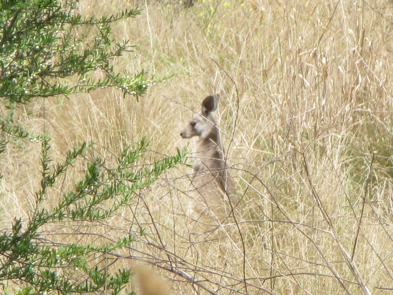 Image of Macropus giganteus giganteus Shaw 1790