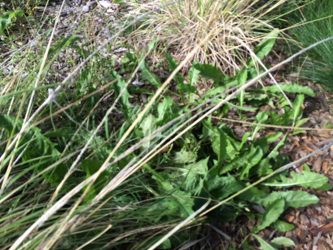 Image of Common Dandelion