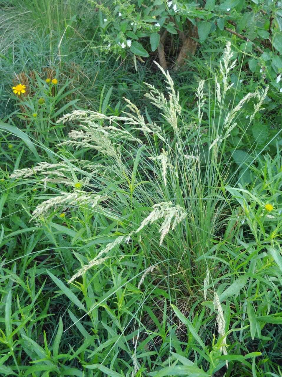 Image of Poa ligularis Nees ex Steud.