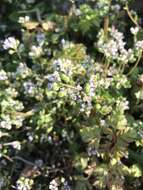 Image of early scurvygrass