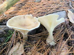 Image of Ampulloclitocybe