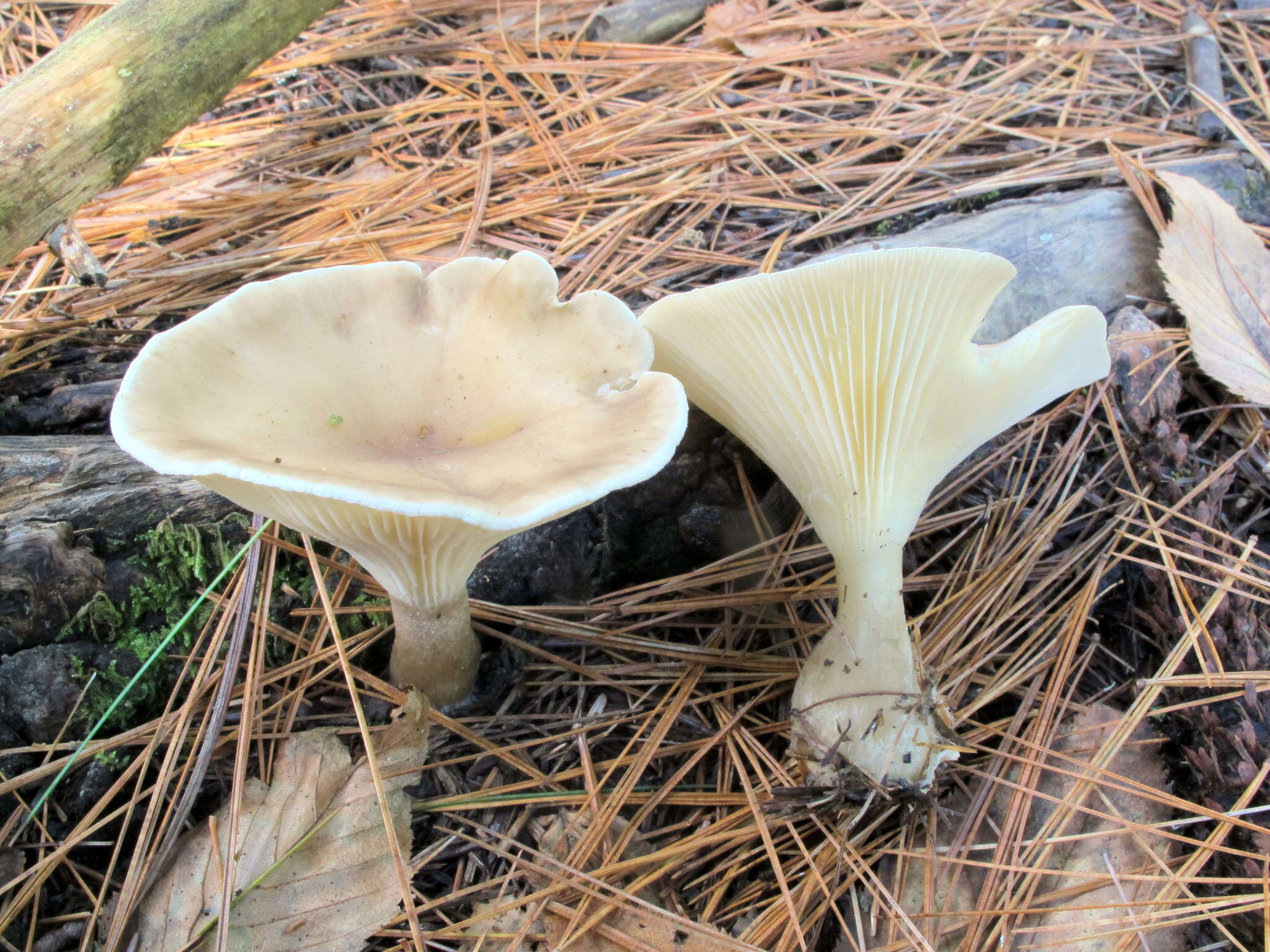 Image of Ampulloclitocybe