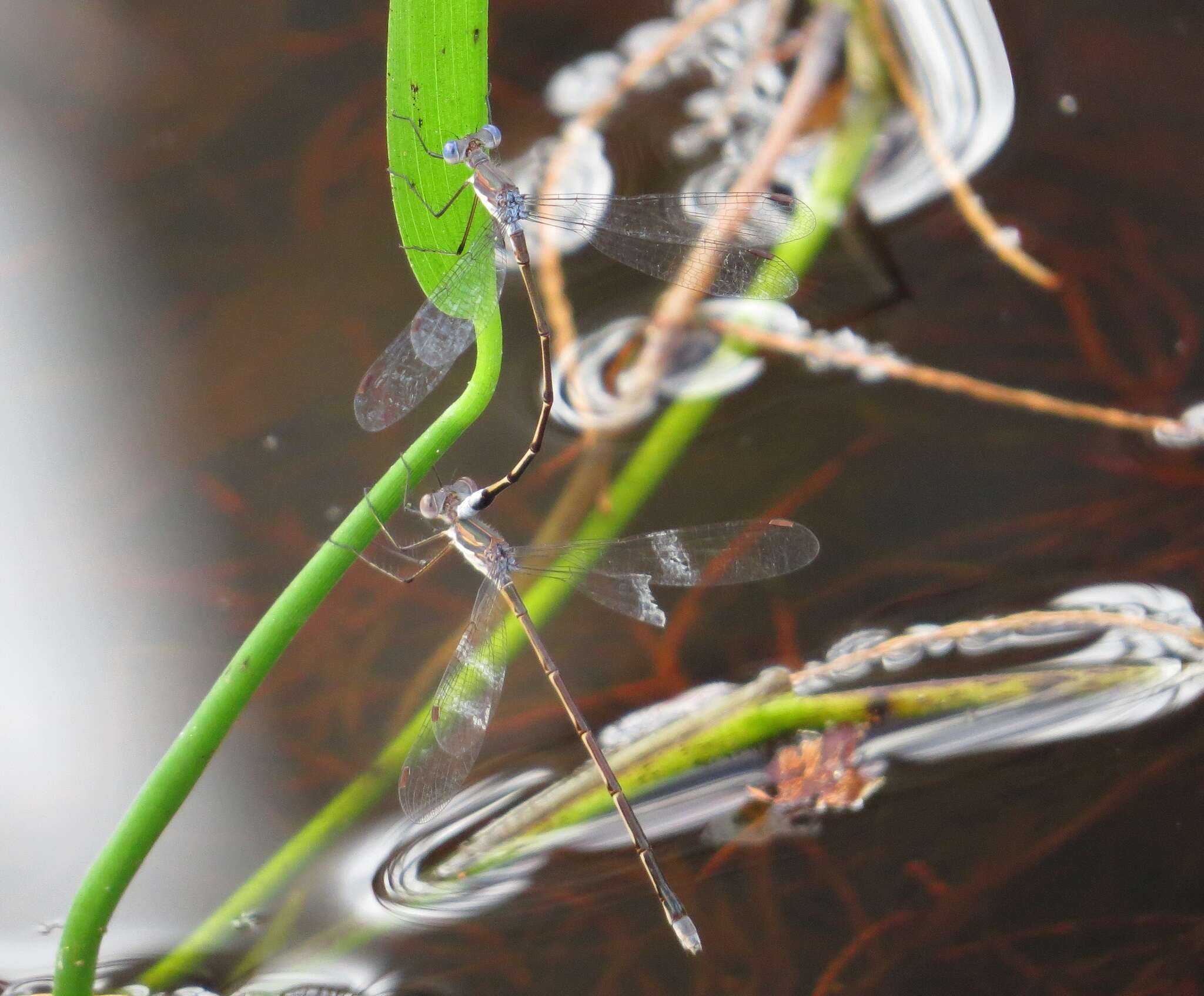 Image of Carolina Spreadwing