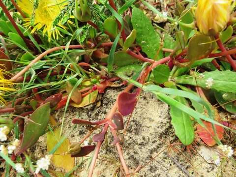 Image of Apatesia helianthoides (Ait.) N. E. Br.