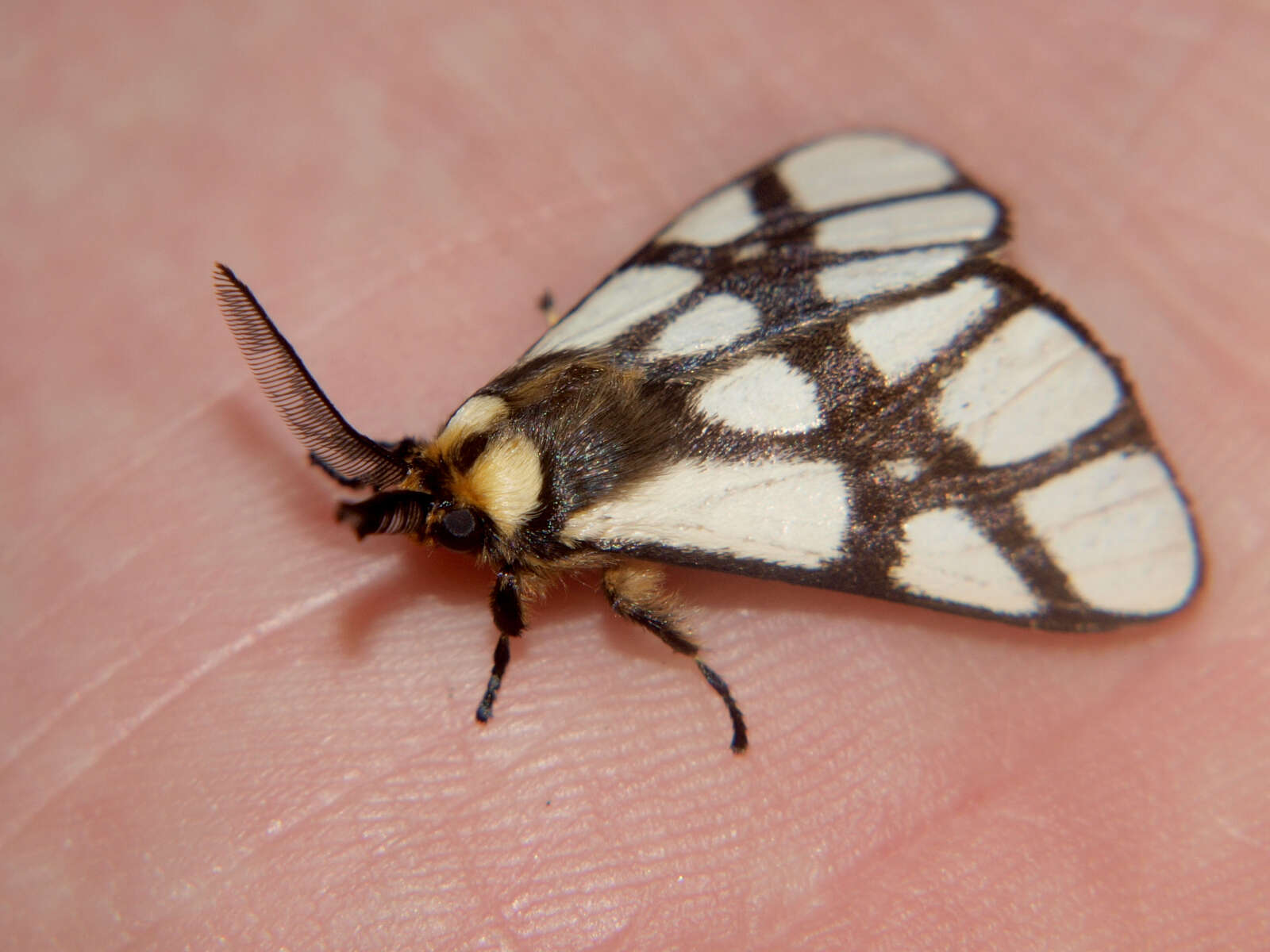 Image of Anaphe reticulata Walker