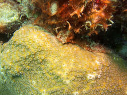 Image of boulder star coral