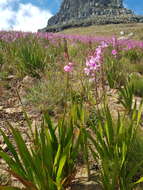 Image of Watsonia borbonica subsp. borbonica