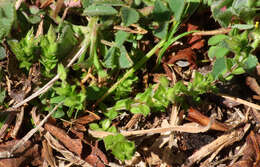 Image of thyme-leaved sandwort